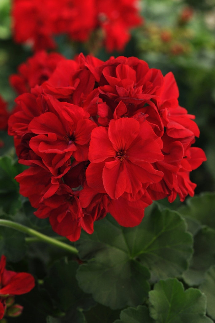 Fantasia® Geranium - Pelargonium x hortorum 'Fantasia Dark Red' from The Flower Spot