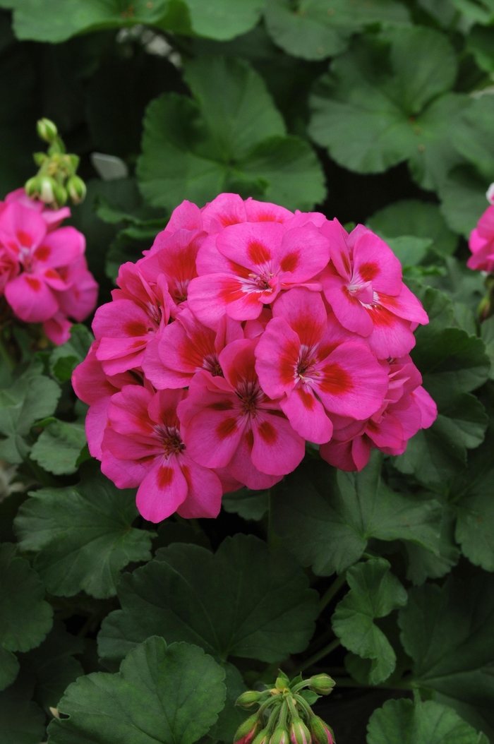 Geranium 'Fantasia Purple Sizzle' - Pelargonium x hortorum (Geranium, Zonal) from The Flower Spot Geranium 'Fantasia Purple Sizzle' - Pelargonium x hortorum (Geranium, Zonal) from The Flower Spot