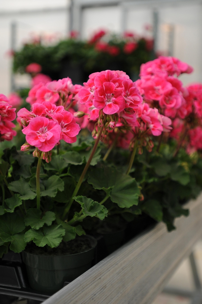 Geranium 'Fantasia Strawberry Sizzle' - Pelargonium x hortorum (Zonal Geranium) from The Flower Spot Geranium 'Fantasia Strawberry Sizzle' - Pelargonium x hortorum (Zonal Geranium) from The Flower Spot