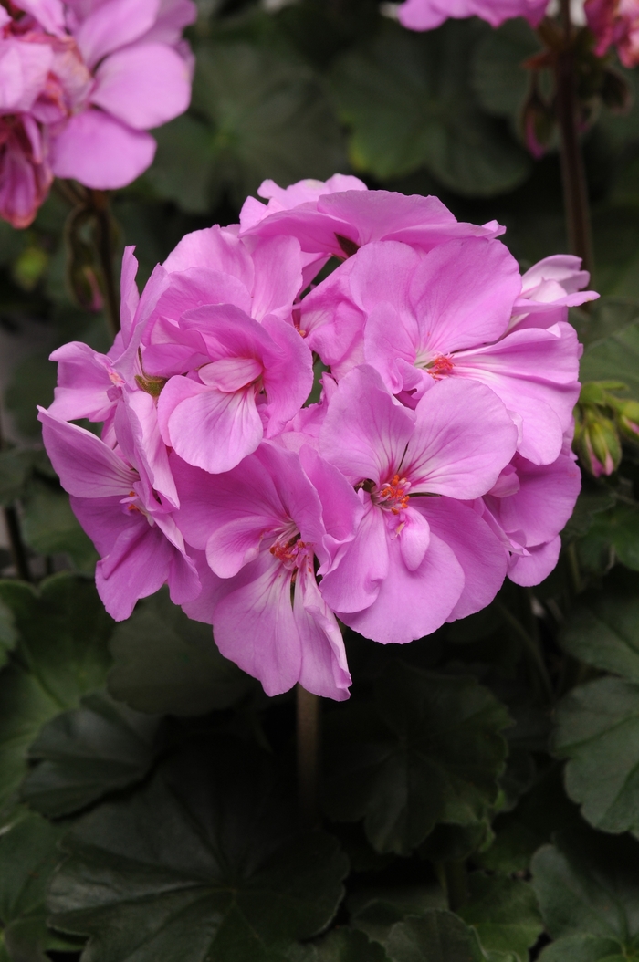 Geranium 'Moonlight Lavender' - Pelargonium x hortorum (Zonal Geranium) from The Flower Spot Geranium 'Moonlight Lavender' - Pelargonium x hortorum (Zonal Geranium) from The Flower Spot