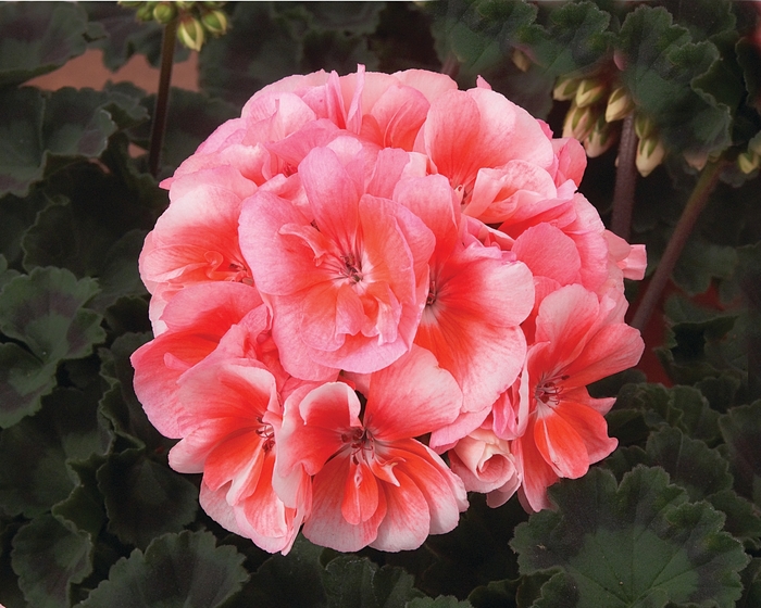 Geranium 'Moonlight Light Salmon' - Pelargonium x hortorum (Zonal Geranium) from The Flower Spot