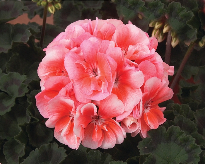 Moonlight™ Light Salmon - Pelargonium x hortorum 'Light Salmon' (Zonal Geranium) from The Flower Spot