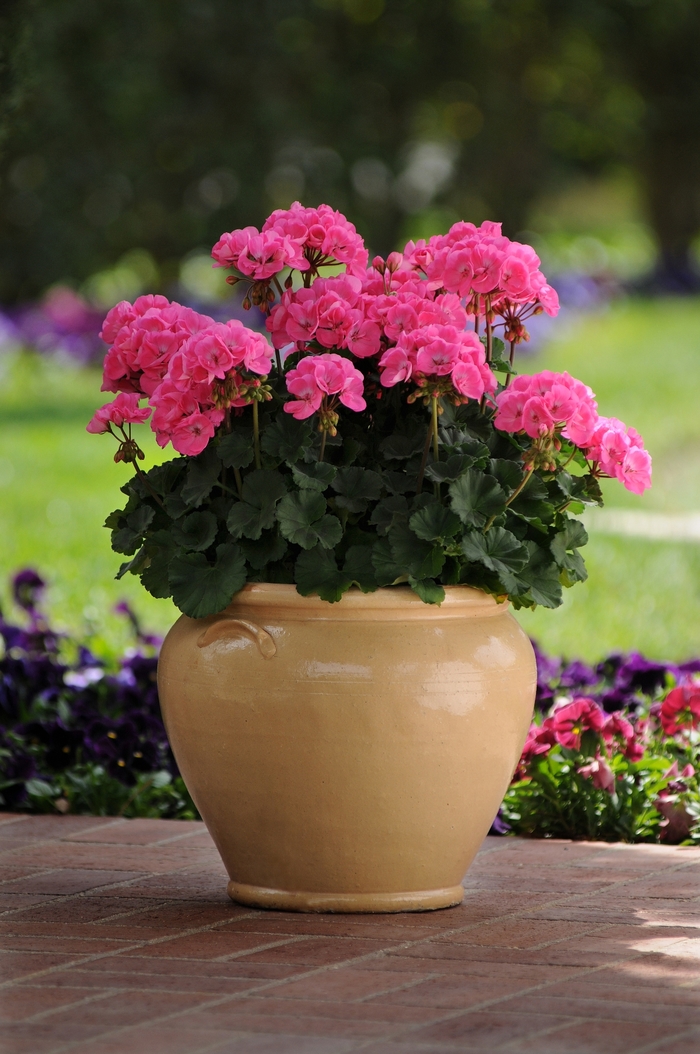 Geranium 'Moonlight Pink' - Pelargonium x hortorum (Zonal Geranium) from The Flower Spot Geranium 'Moonlight Pink' - Pelargonium x hortorum (Zonal Geranium) from The Flower Spot