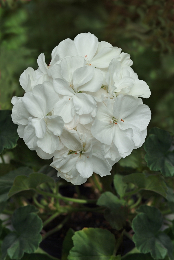 Geranium 'Moonlight White' - Pelargonium x hortorum (Zonal Geranium) from The Flower Spot Geranium 'Moonlight White' - Pelargonium x hortorum (Zonal Geranium) from The Flower Spot