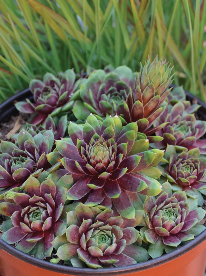 Hens and Chicks 'Ruby Heart' - Sempervivum from The Flower Spot Hens and Chicks 'Ruby Heart' - Sempervivum from The Flower Spot