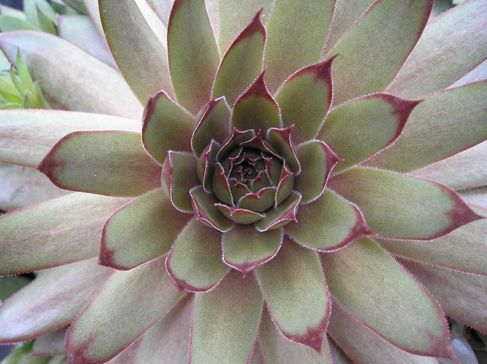 Hens and Chicks 'Red Beauty' - Sempervivum from The Flower Spot Hens and Chicks 'Red Beauty' - Sempervivum from The Flower Spot