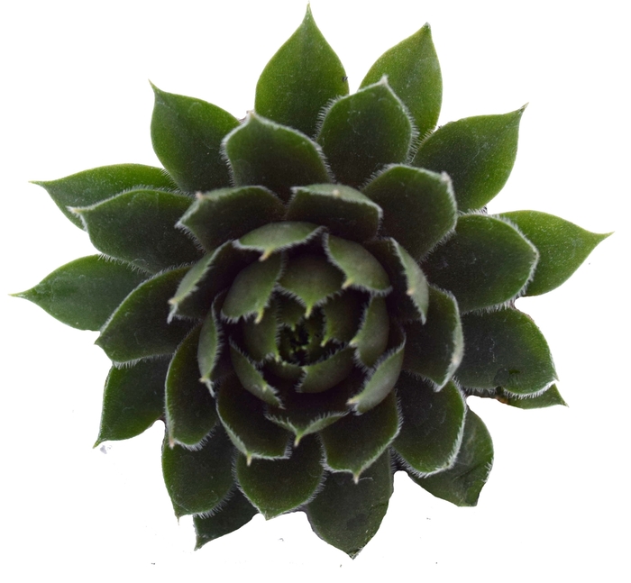 Hen and Chicks - Sempervivum 'Commander Hay' from The Flower Spot