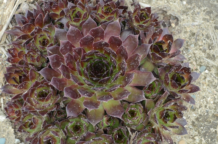 Hens and Chicks - Sempervivum 'Black' from The Flower Spot