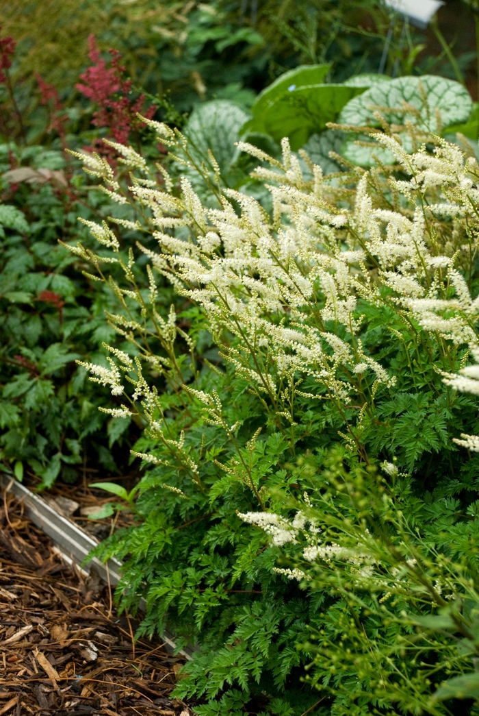 Goat's Beard 'Dwarf' - Aruncus aethusifolius from The Flower Spot