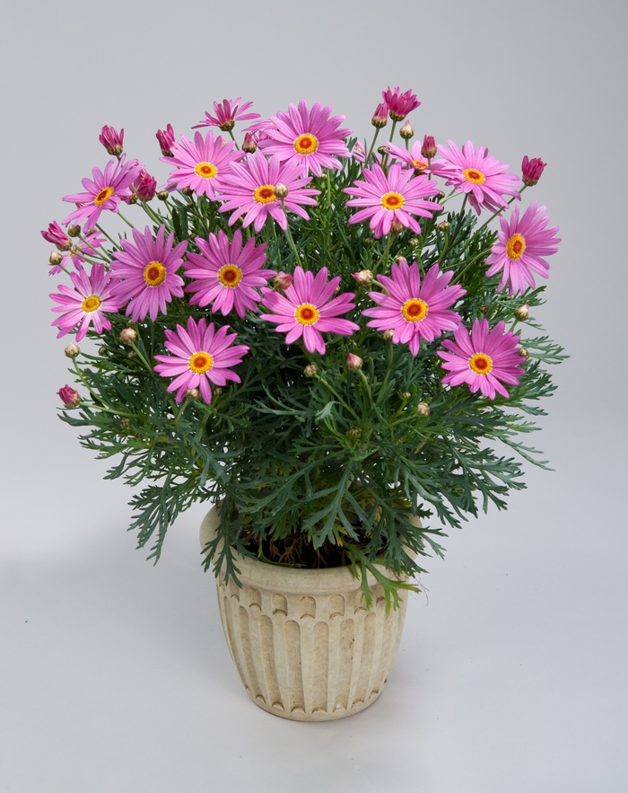 Marguerite Daisy 'Pink Harmony' - Argyranthemum frutescens from The Flower Spot Marguerite Daisy 'Pink Harmony' - Argyranthemum frutescens from The Flower Spot