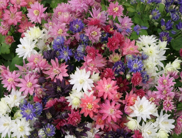 Columbine - Aquilegia vulgaris 'Clementine Mix' from The Flower Spot Columbine - Aquilegia vulgaris 'Clementine Mix' from The Flower Spot