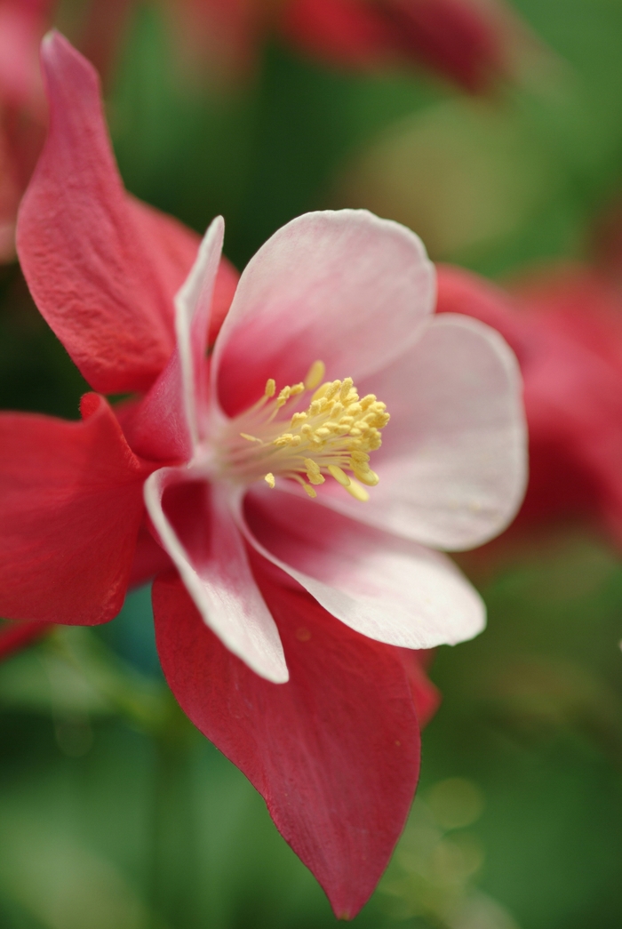 'Songbird Cardinal' - Aquilegia caerulea from The Flower Spot 'Songbird Cardinal' - Aquilegia caerulea from The Flower Spot