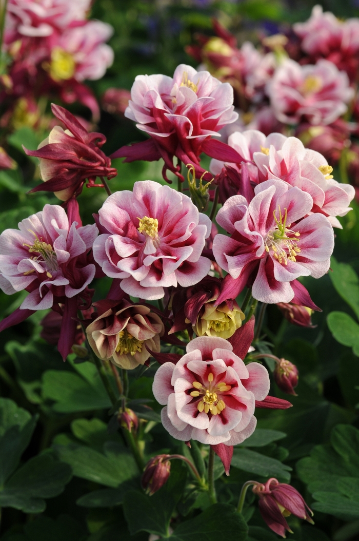 Columbine 'Winky Double Red and White' - Aquilegia vulgaris from The Flower Spot Columbine 'Winky Double Red and White' - Aquilegia vulgaris from The Flower Spot