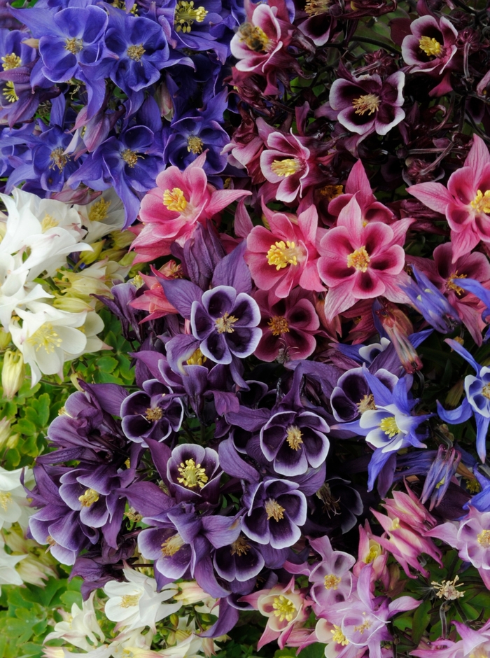 Columbine - Aquilegia vulgaris 'Winky Mix' from The Flower Spot Columbine - Aquilegia vulgaris 'Winky Mix' from The Flower Spot