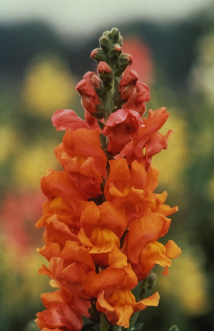 Snapdragon - Antirrhinum majus 'Rocket Bronze' from The Flower Spot