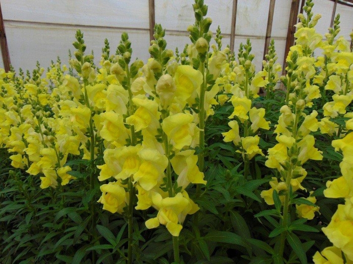 Snapdragon 'Rocket Golden' - Antirrhinum majus from The Flower Spot Snapdragon 'Rocket Golden' - Antirrhinum majus from The Flower Spot