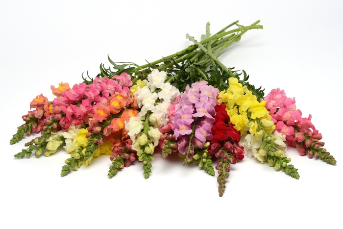 Snapdragon 'Rocket Mix' - Antirrhinum majus from The Flower Spot Snapdragon 'Rocket Mix' - Antirrhinum majus from The Flower Spot