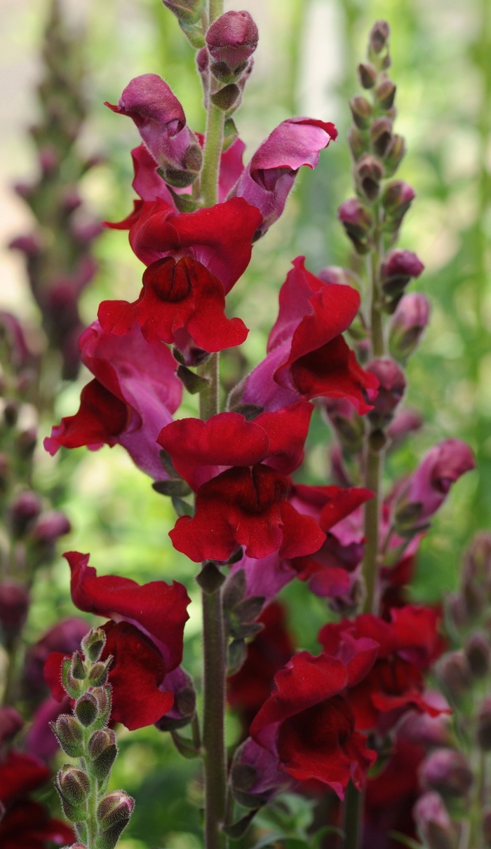 Snapdragon 'Rocket Red' - Antirrhinum majus from The Flower Spot Snapdragon 'Rocket Red' - Antirrhinum majus from The Flower Spot