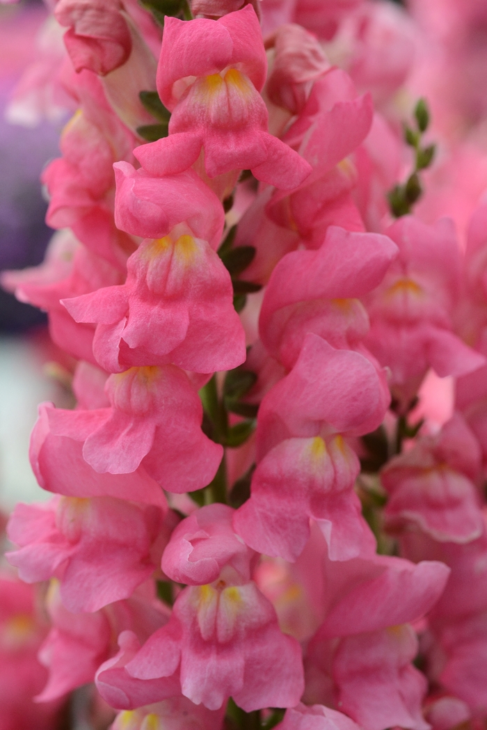 Rocket Cherry Snapdragon - Antirrhinum majus 'Rocket Rose' from The Flower Spot Rocket Cherry Snapdragon - Antirrhinum majus 'Rocket Rose' from The Flower Spot