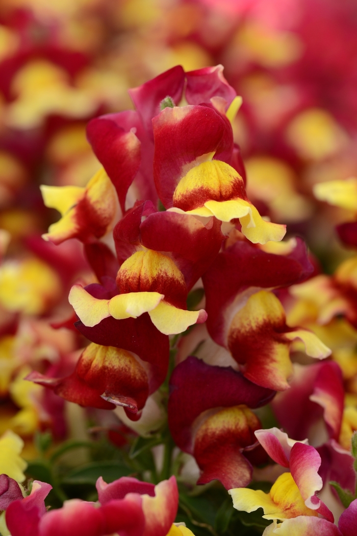 Dwarf Garden Snapdragon - Antirrhinum majus 'Snapshot Red Bicolor' from The Flower Spot
