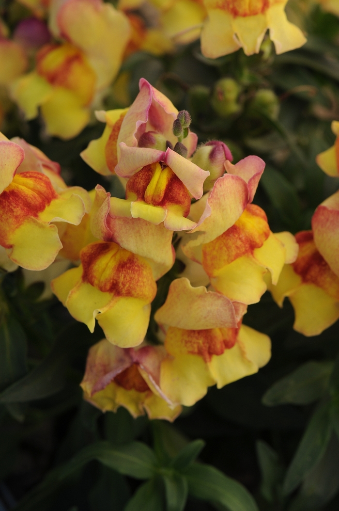 Dwarf Garden Snapdragon - Antirrhinum majus 'Snapshot Sunset' from The Flower Spot