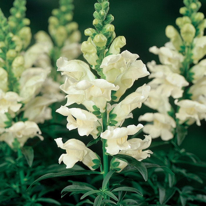 Snapdragon - Antirrhinum majus 'Liberty Classic White' from The Flower Spot