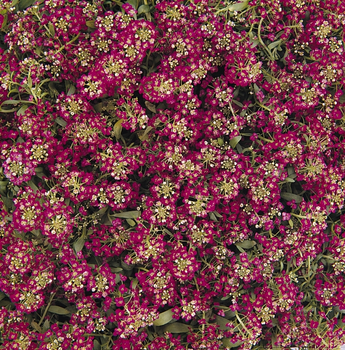 Alyssum 'Easter Bonnet Deep Rose' - Lobularia maritima from The Flower Spot Alyssum 'Easter Bonnet Deep Rose' - Lobularia maritima from The Flower Spot