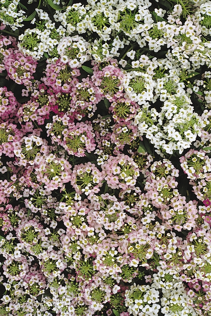 Alyssum 'Easter Bonnet Mix' - Lobularia maritima from The Flower Spot