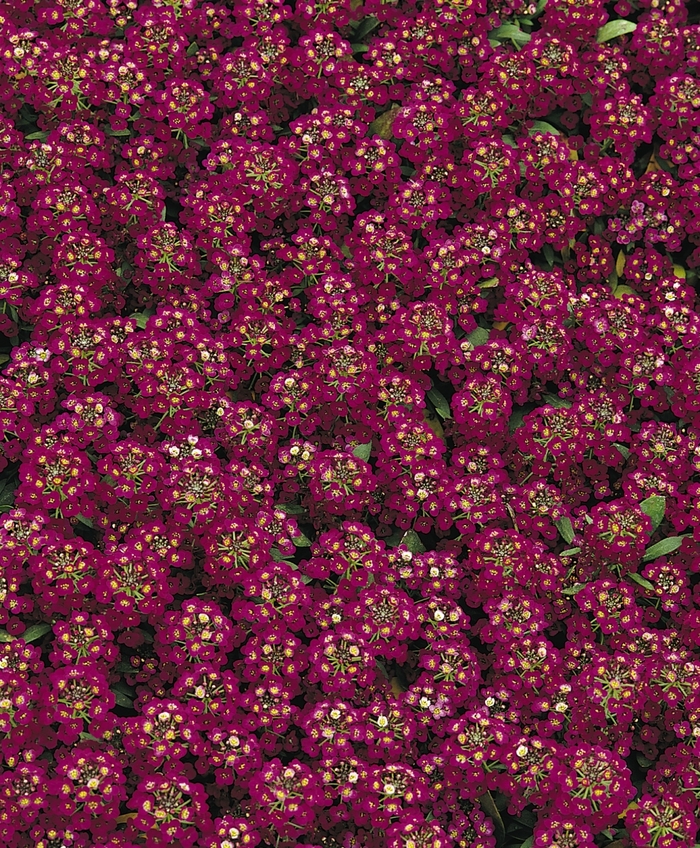 Alyssum 'Easter Bonnet Violet' - Lobularia maritima from The Flower Spot Alyssum 'Easter Bonnet Violet' - Lobularia maritima from The Flower Spot