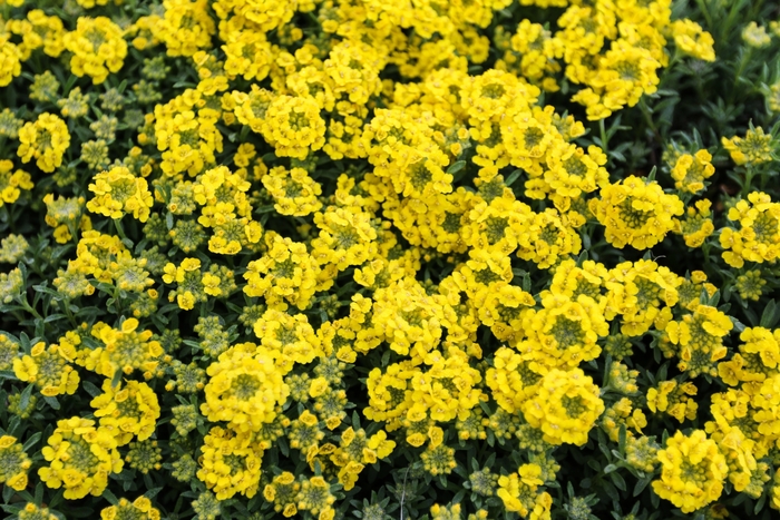 Alyssum 'Golden' - Alyssum wulfenianum from The Flower Spot
