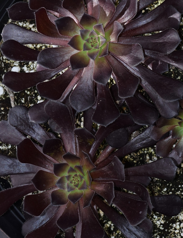 Black Rose - Aeonium arboreum 'Zwartkopf' from The Flower Spot Black Rose - Aeonium arboreum 'Zwartkopf' from The Flower Spot