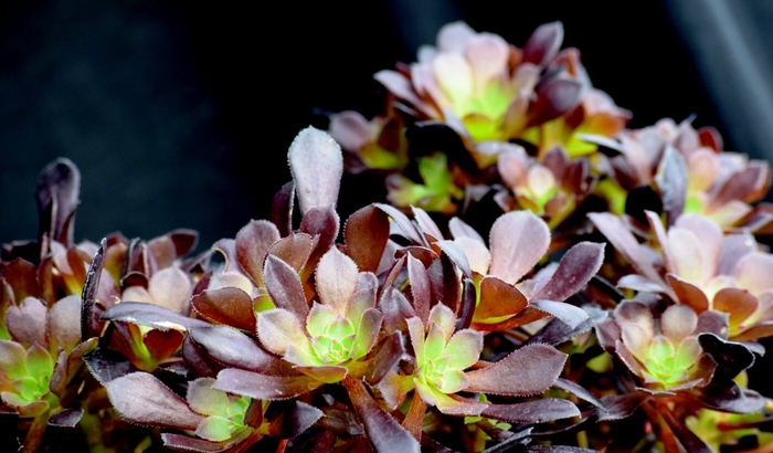 Aeonium - Aeonium arborescens from The Flower Spot
