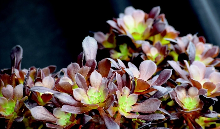 Aeonium - Aeonium arborescens from The Flower Spot Aeonium - Aeonium arborescens from The Flower Spot