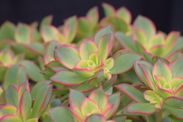 Aeonium 'Tri Colour' - Aeonium haworthii from The Flower Spot Aeonium 'Tri Colour' - Aeonium haworthii from The Flower Spot