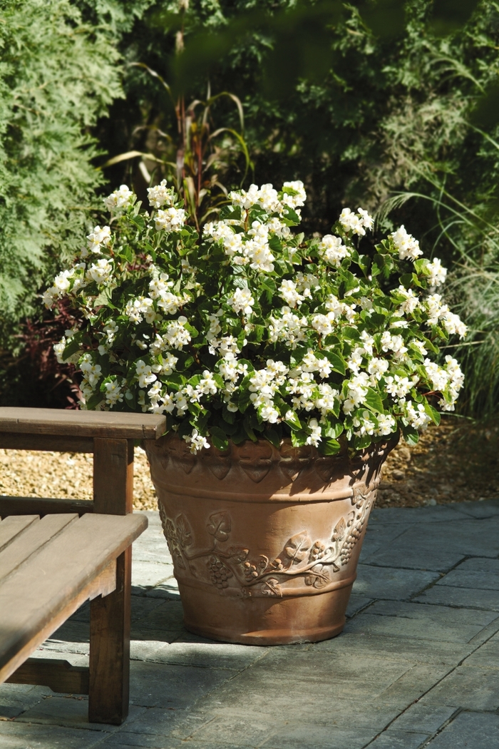 BabyWing® Begonia - Begonia x hybrida 'BabyWing White' from The Flower Spot