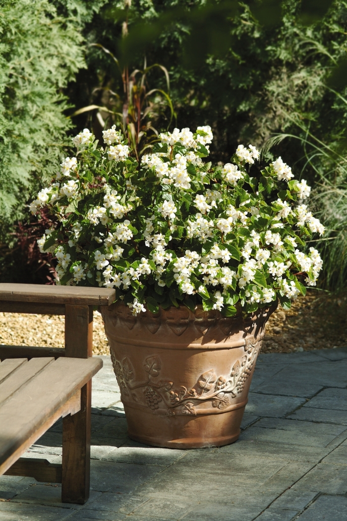 BabyWing® Begonia - Begonia x hybrida 'BabyWing White' from The Flower Spot BabyWing® Begonia - Begonia x hybrida 'BabyWing White' from The Flower Spot