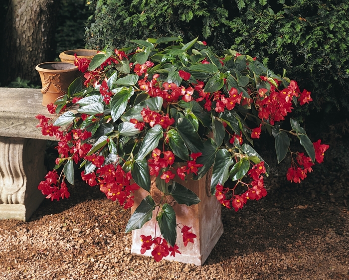 Dragon Wing Basket - Begonia hybrid 'Dragon Wing' from The Flower Spot