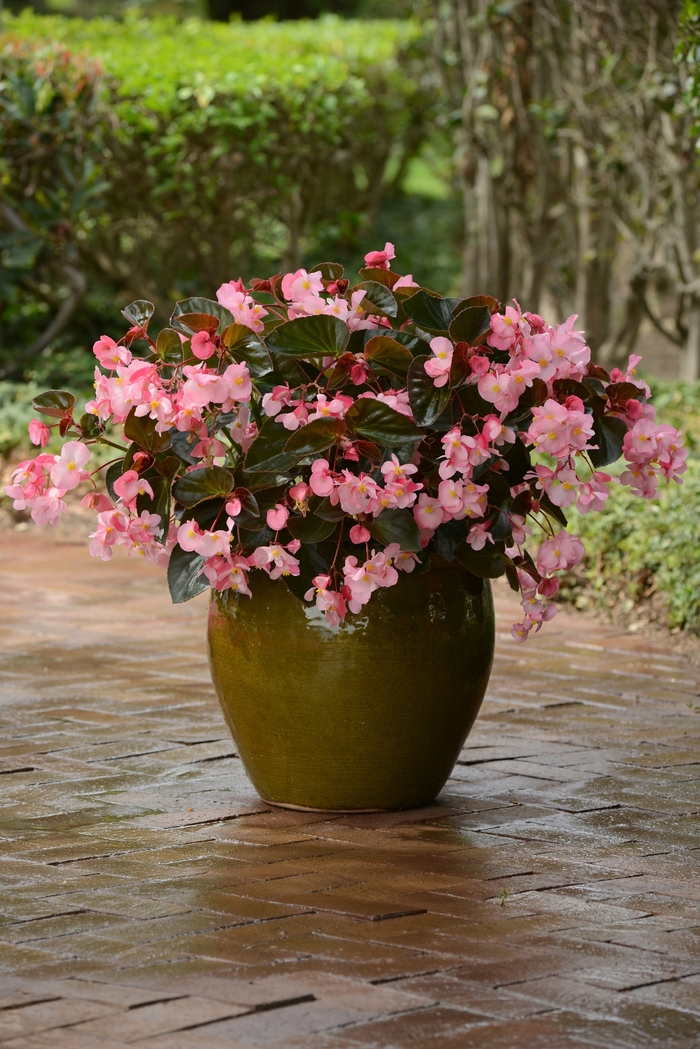 Megawatt™ Begonia - Begonia interspecific from The Flower Spot Megawatt™ Begonia - Begonia interspecific from The Flower Spot