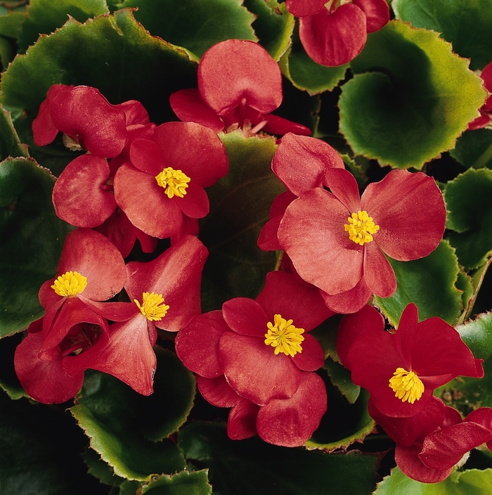 Wax Begonia - Begonia semperflorens 'Prelude Scarlet' from The Flower Spot