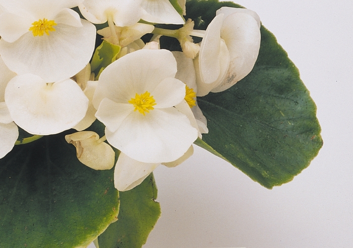 Wax Begonia - Begonia semperflorens 'Prelude White' from The Flower Spot