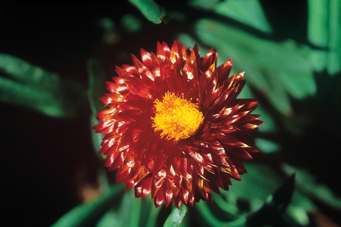 Strawflower - Bracteantha bracteata 'Mohave Dark Red' from The Flower Spot