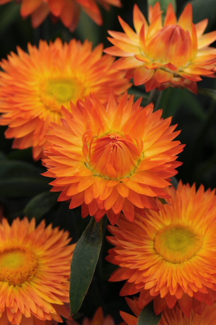 Mohave™ Orange - Bracteantha bracteata ''Orange'' (Strawflower) from The Flower Spot