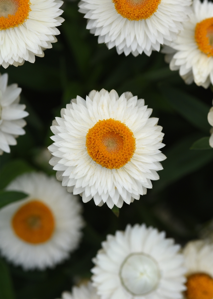 Strawflower - Bracteantha bracteata 'Mohave White' from The Flower Spot