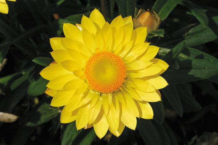 Strawflower - Bracteantha bracteata 'Mohave Yellow' from The Flower Spot