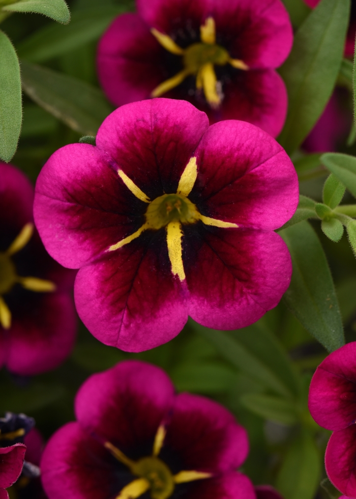 Calibrachoa 'Cabaret Good Night Kiss' - Calibrachoa x hybrid (Million Bells) from The Flower Spot Calibrachoa 'Cabaret Good Night Kiss' - Calibrachoa x hybrid (Million Bells) from The Flower Spot