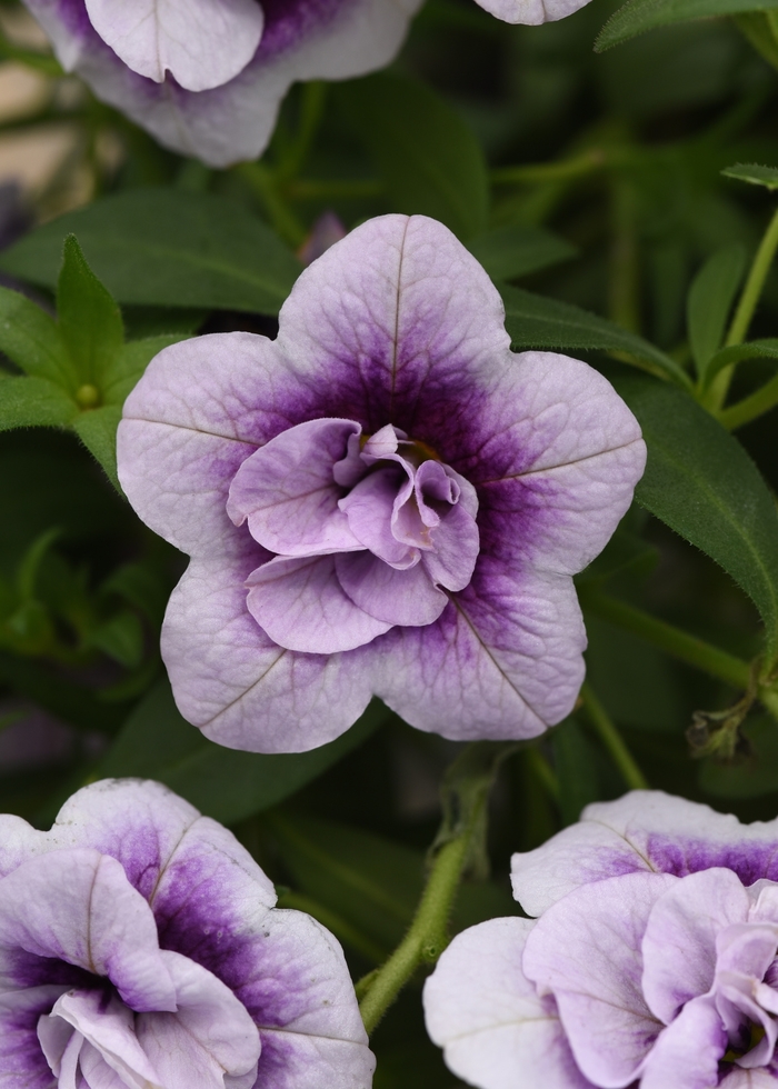 Calibrachoa 'MiniFamous Uno Double Plumtastic' - Calibrachoa (Million Bells) from The Flower Spot Calibrachoa 'MiniFamous Uno Double Plumtastic' - Calibrachoa (Million Bells) from The Flower Spot