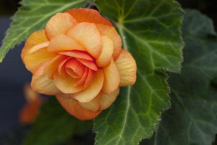 Illumination® Apricot Shades - Begonia x tuberhybrida from The Flower Spot Illumination® Apricot Shades - Begonia x tuberhybrida from The Flower Spot