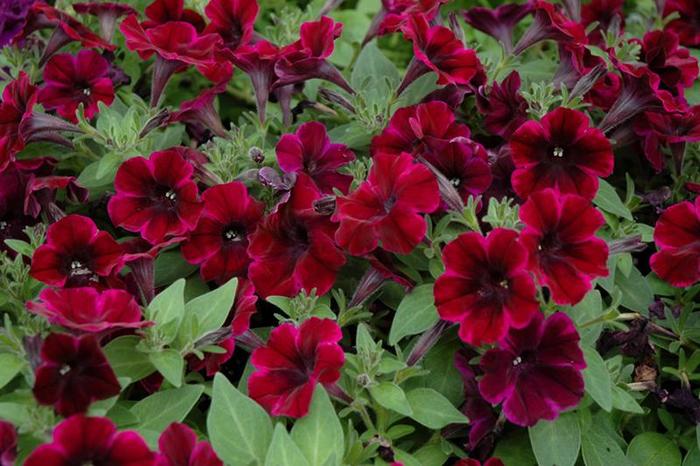 Sweetunia® Johnny Flame - Petunia hybrida from The Flower Spot