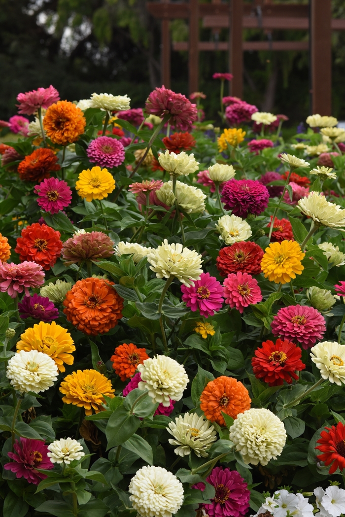 Zinnia 'State Fair' - Zinnia elegans from The Flower Spot Zinnia 'State Fair' - Zinnia elegans from The Flower Spot
