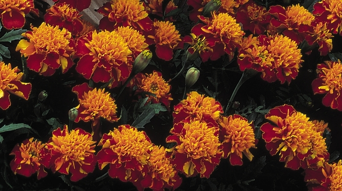 Janie Spry Marigold - Tagetes patula 'Janie Spry' from The Flower Spot